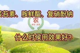 芸苔素、胺鲜酯、复硝酚钠什么时侯用效果好？别乱用，进来看看