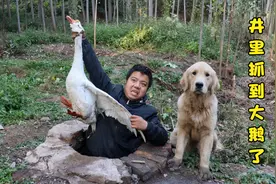 树林里晚上传出嘎嘎的叫声，金毛从里找到只大鹅，可把小虎乐坏了视频封面
