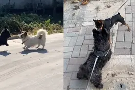 主人牵着“弹簧狗”上街，一蹦一跳玩闹，其他狗：见鬼了？视频封面