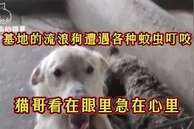 基地的流浪狗遭遇各种蚊虫叮咬，猫哥看在眼里急在心里视频封面