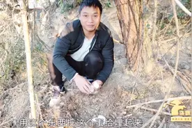 柒剑谷：活了20几年，才知道鹅生了蛋还会把蛋埋起来，这鹅真聪明视频封面