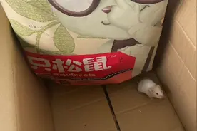 三只松鼠零食快递箱内现活仓鼠 买家收到不敢吃，三只松鼠回应视频封面