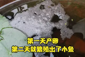 户外散养的叉尾斗鱼抱卵了，第一天产卵，第二天就孵化出了小鱼视频封面