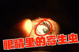 狗狗的眼睛里长了可怕的寄生虫，绝望的时候，有好心人救下了它！视频封面