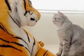 第一次见到“老虎”猫咪会害怕吗？主人亲测，没想到猫咪这么怂视频封面