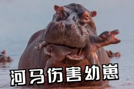 雄河马几十厘米的獠牙，伤害最多的不是入侵者，而是小河马！