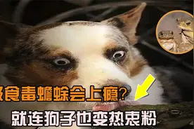 吸蟾蜍液体会上瘾？各界人士疯狂点赞，狗子也是热衷粉视频封面