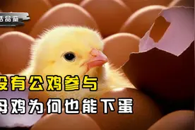 为什么没有公鸡的参与，母鸡也能天天下蛋呢？母鸡是如何受孕的？视频封面