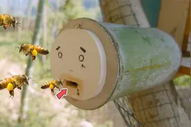 我用竹子给蜜蜂造个“家”！放在野外一段时间后，真的会来蜜蜂吗视频封面