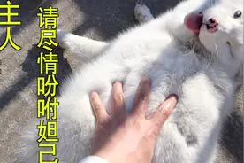 狐狸居然真的会撒娇，太嗲了！视频封面