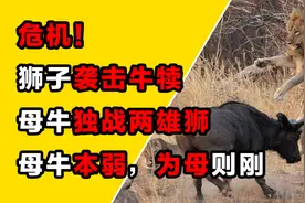 野牛为保护孩子，鏖战两头雄狮，野牛母子下场究竟如何？视频封面