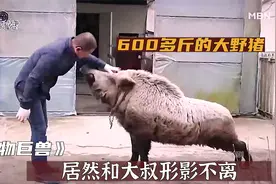 600多斤的大野猪，居然和大叔形影不离，这让我毛骨悚然视频封面