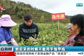 婺源：春茶全面开采 产量价格均有提高视频封面