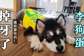 狗狗牙掉了，改善伙食，饭后运动量惊人！！视频封面