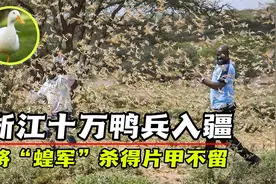 浙江10万鸭兵入新疆，灭蝗大军强势出击，将“蝗军”杀的片甲不留