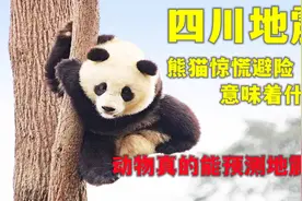四川地震发生时熊猫惊慌避险意味着什么？动物真的能预测地震吗？视频封面