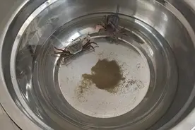 海水螃蟹能适应淡水吗，试验视频封面
