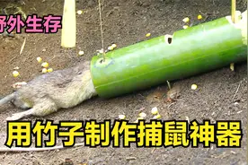 野外生存：用竹子制作捕鼠神器，100%诱捕丛林中的老鼠，晚餐吃肉视频封面