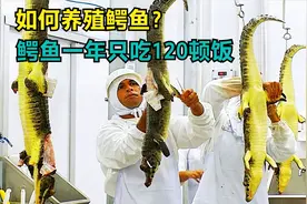 如何人工养殖鳄鱼？鳄鱼消化时间长达72小时，一年只吃120顿饭视频封面