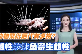 动物繁衍后代有多拼？鮟鱇鱼将一生用作交配，最后变成配偶的器官视频封面