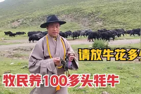藏族人家里100多头牦牛值多少？请人放牛1万多，牛不卖钱从哪里来视频封面