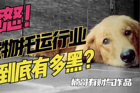 愤怒！混乱的宠物托运行业到底有多黑？视频封面