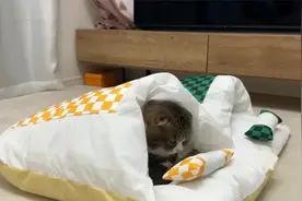 当天气变冷以后，小猫咪也要钻被窝里冬眠了视频封面
