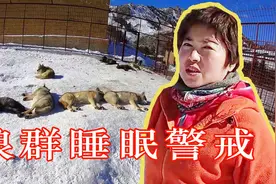 驯养的狼失去狼性？养狼人带你直击这一幕，狼群的精神果断暴露！视频封面