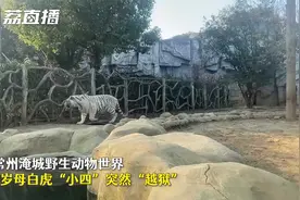 常州母白虎越狱到东北虎场馆找对象 网友：虎年不做单身虎视频封面