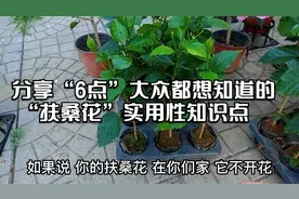 分享“6点”大众都想知道的“扶桑花”实用性知识点！视频封面