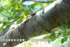 大樱桃流胶病是啥原因？怎么解决视频封面