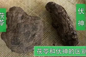 云南野生白茯苓和伏神的区别，可能大家都没有见过？视频封面