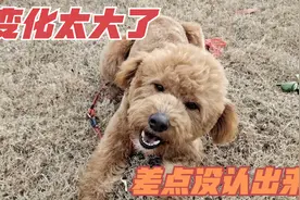 流浪狗救回来半年了，第一次剃毛，洗完澡都不认识，变化太大了。