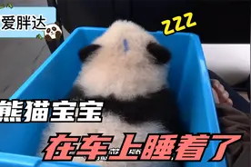 送熊猫宝宝去幼儿园的车上小家伙居然睡着了，所以要不要叫醒它呢视频封面