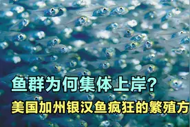 99万条鱼为何集体上岸跳舞？美国加州银汉鱼疯狂到窒息的繁殖方式视频封面
