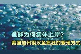 99万条鱼为何集体上岸跳舞？美国加州银汉鱼疯狂到窒息的繁殖方式视频封面