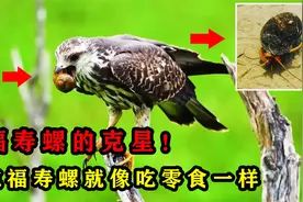 入侵中国40年的福寿螺，也会有天敌？这种鸟吃福寿螺就像吃零食！视频封面