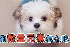 狗狗微量元素怎么吃视频封面