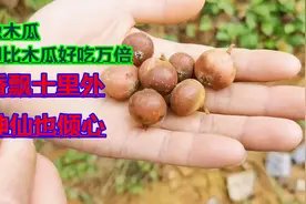 你有吃过枇杷，但是你一定没见过山上的地枇杷，香味浓，甜味足！视频封面