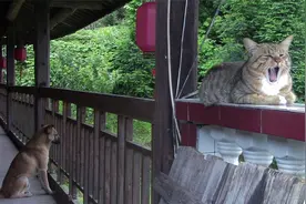 山中又下雨了，狗子和猫不知有什么心事，每次下雨都能呆看两小时