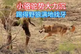小骆驼一挑二战野狼，一招后踢势大力沉，踢得野狼满地找牙视频封面