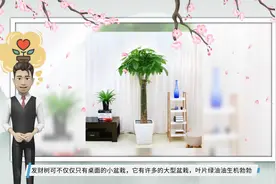 5种“招财树”，客厅摆起来，镇宅又旺家，寓意富贵又好养视频封面