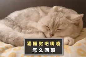猫睡觉吧唧嘴怎么回事？视频封面