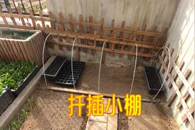 一楼小院菜地，南墙根专门留出一小块地，准备做个绣球扦插小棚视频封面