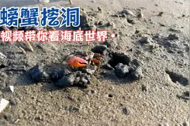 知道螃蟹怎么挖洞穴吗？单臂虾螃蟹挖洞洞