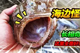 海边摊位发现一条巨型蛤蟆鱼，嘴巴大的能吞掉小孩，兄弟们快跑啊视频封面