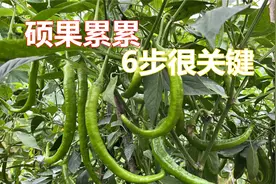 一棵辣椒苗想要结出30几个辣椒，这6步很重要，方法简单一看就会视频封面