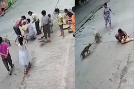 疯狗冲进院子里咬伤小孩，家犬迅速扑上去保护：值得奖励大鸡腿！视频封面