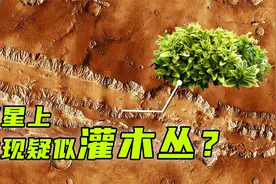 火星上有灌木丛？NASA探测器拍摄诡异照片，或许火星真的存在生命视频封面