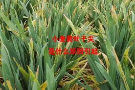 小麦又出问题啦，大面积黄叶干尖，究竟是什么原因引起的？视频封面